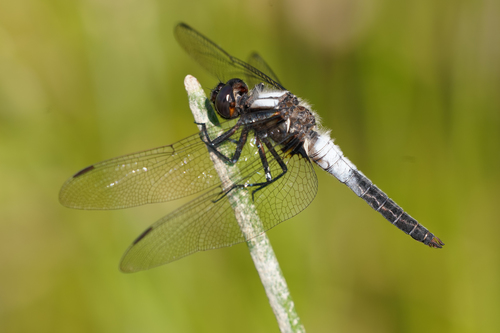 Chalk-fronted Corporal