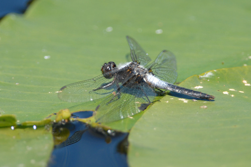 Chalk-fronted Corporal