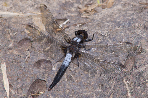 Chalk-fronted Corporal