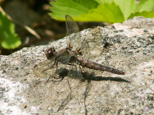 Chalk-fronted Corporal
