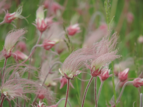 prairie smoke