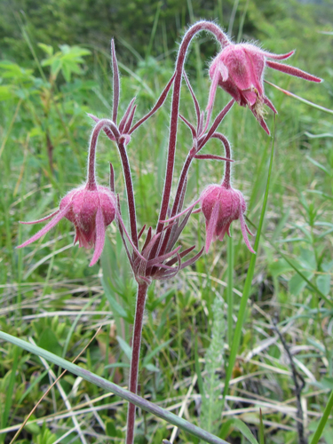 prairie smoke