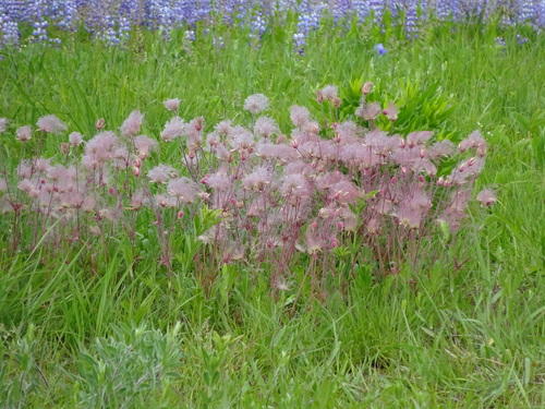 prairie smoke