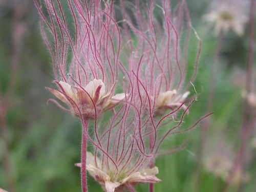 prairie smoke