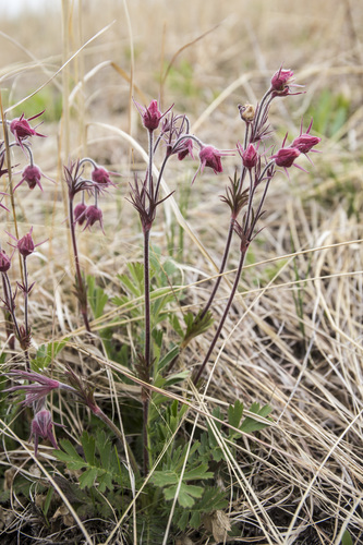 prairie smoke