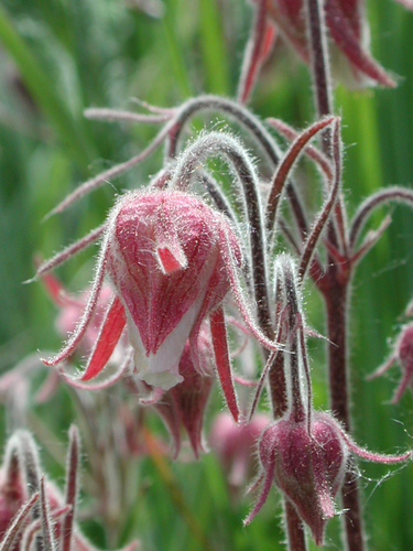 prairie smoke