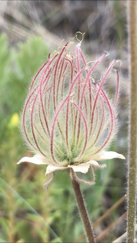 prairie smoke