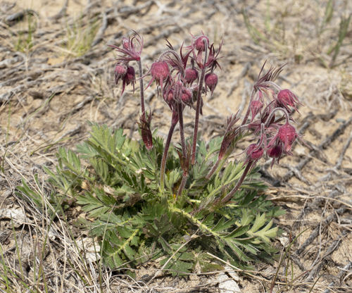 prairie smoke