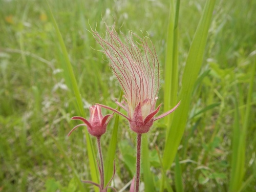 prairie smoke