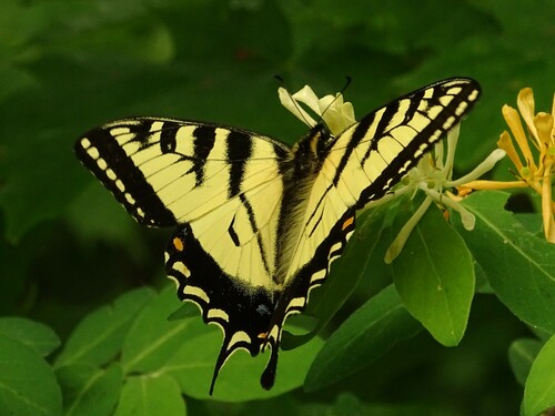 Canadian Tiger Swallowtail