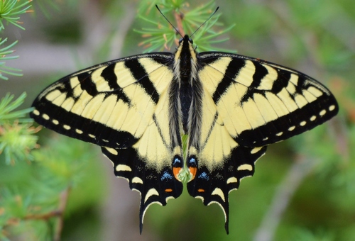 Canadian Tiger Swallowtail