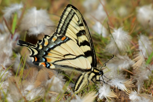 Canadian Tiger Swallowtail