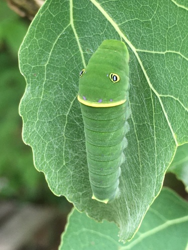 Canadian Tiger Swallowtail