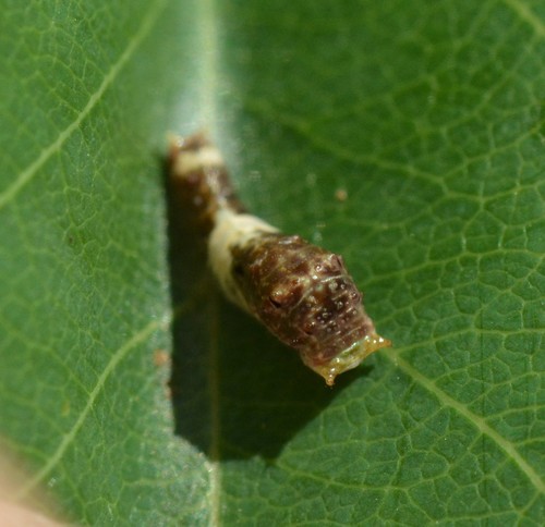 Canadian Tiger Swallowtail