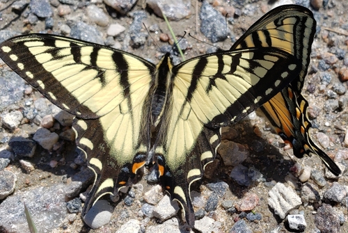Canadian Tiger Swallowtail
