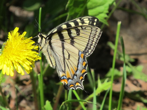 Canadian Tiger Swallowtail