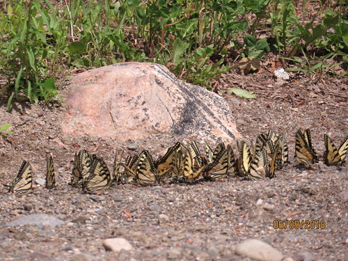 Canadian Tiger Swallowtail