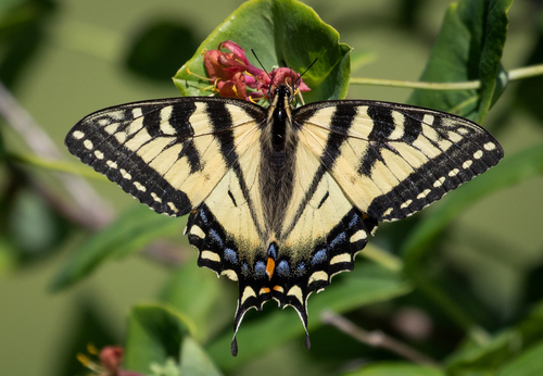 Canadian Tiger Swallowtail