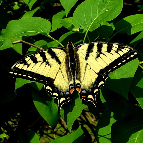 Canadian Tiger Swallowtail