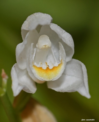 Narrow-leaved Helleborine