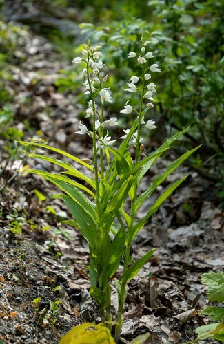 Narrow-leaved Helleborine
