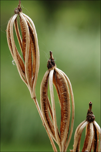 Narrow-leaved Helleborine