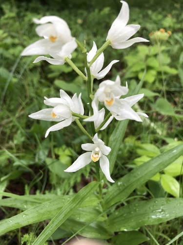 Narrow-leaved Helleborine