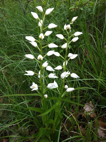 Narrow-leaved Helleborine