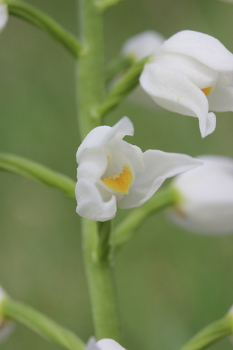 Narrow-leaved Helleborine
