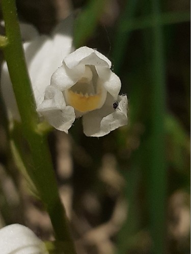 Narrow-leaved Helleborine