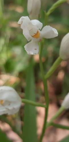 Narrow-leaved Helleborine