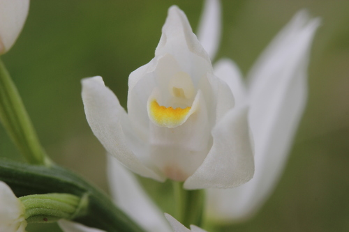 Narrow-leaved Helleborine