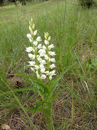 Narrow-leaved Helleborine