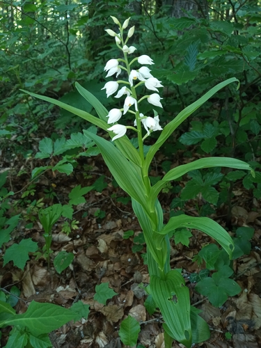 Narrow-leaved Helleborine