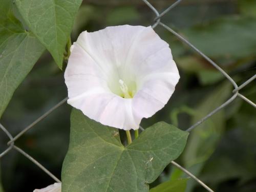 hedge bindweed