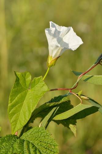 hedge bindweed