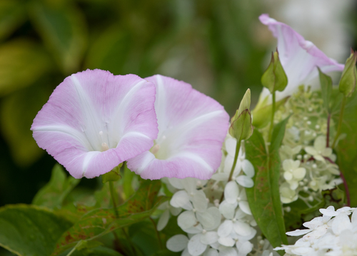 hedge bindweed