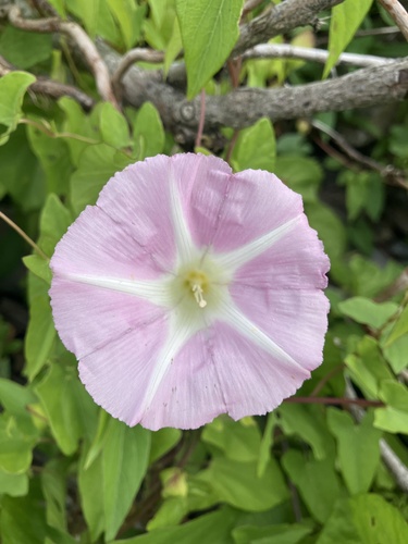 hedge bindweed