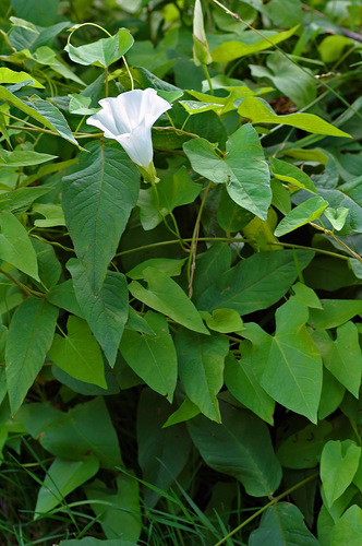 hedge bindweed
