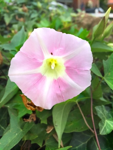 hedge bindweed