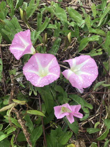 hedge bindweed