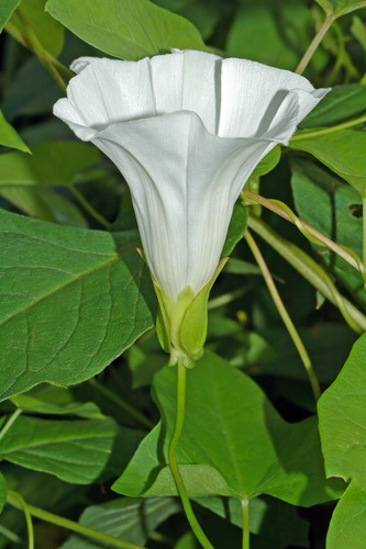 hedge bindweed