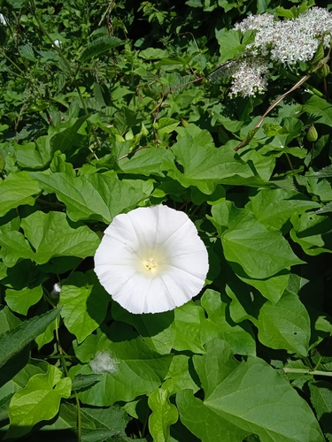 hedge bindweed
