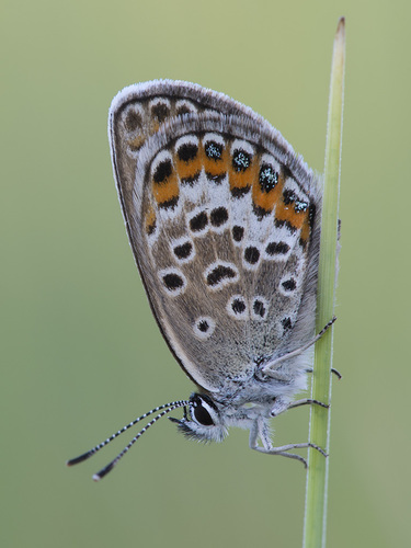 Silver-studded Blue
