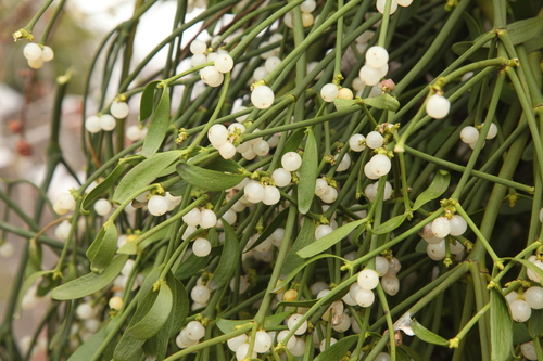 European mistletoe