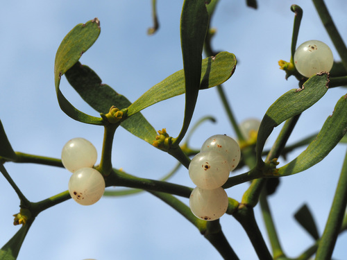 European mistletoe
