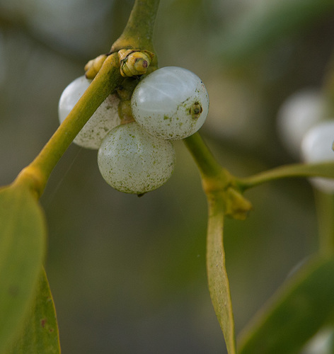 European mistletoe