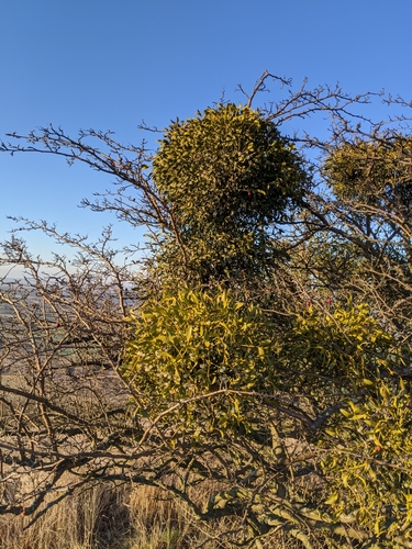 European mistletoe