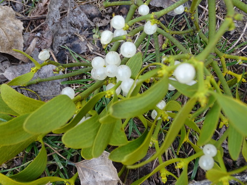 European mistletoe