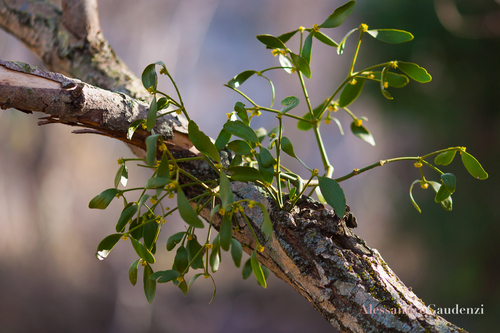 European mistletoe